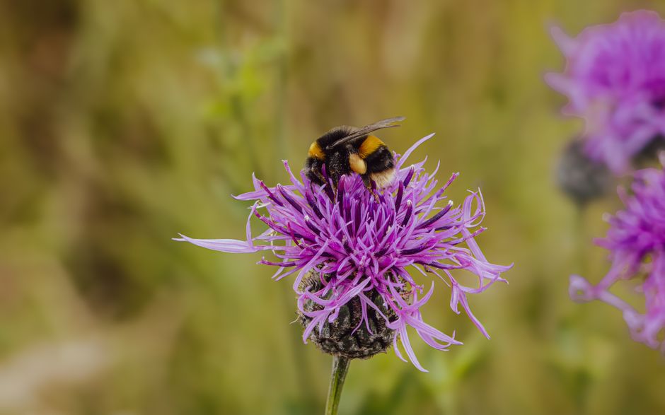 Close-up of a bumblebee collecting nectar from a vibrant purple thistle flower.